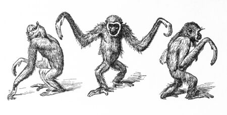 RUSSIA - CIRCA 2009: Illustration from the textbook \"Animal Life\", published in the Russia shows Monkey family lesser apes, circa 2009のeditorial素材