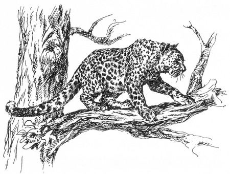 RUSSIA - CIRCA 2009: Illustration from the textbook \"Animal Life\", published in the Russia shows snow leopard, circa 2009のeditorial素材