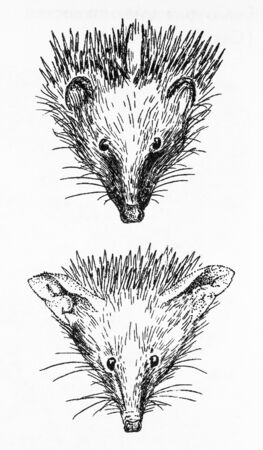 RUSSIA - CIRCA 2009: Illustration from the textbook \"Animal Life\", published in the Russia shows head of the ordinary and eared hedgehogs, circa 2009のeditorial素材