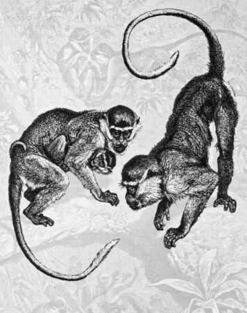 RUSSIA - CIRCA 2009: Illustration from the textbook \"Animal Life\", published in the Russia shows monkey family marmoset, circa 2009のeditorial素材