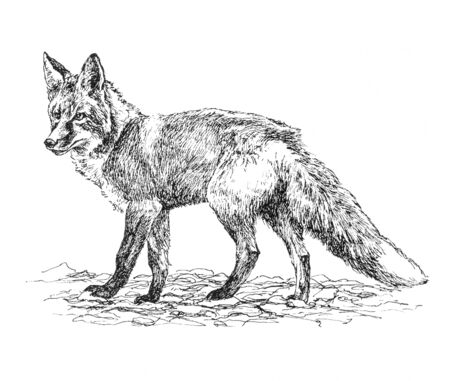 RUSSIA - CIRCA 2009: Illustration from the textbook \"Animal Life\", published in the Russia shows fox ordinary, circa 2009のeditorial素材