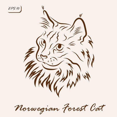 Vector illustration. Illustration shows a cat breed Norwegian Forest Catのイラスト素材