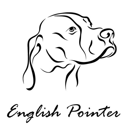 Vector illustration. Illustration shows a dog breed English Pointerのイラスト素材