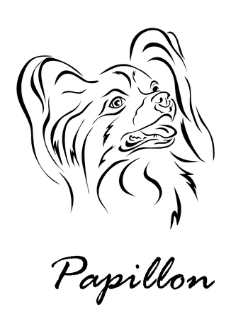 Papillon Dogの写真 イラスト素材一覧 5 033件 ストックフォトのamanaimages Plus