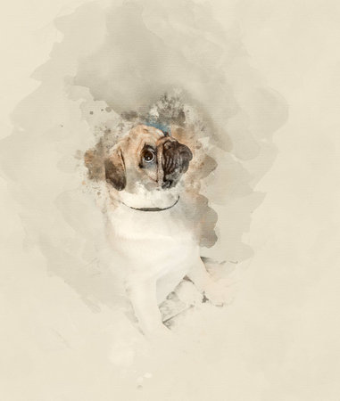 Outdoor exhibition of dogs of different breeds. Pug-dog close up. Watercolor backgroundの写真素材