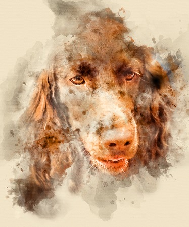 Outdoor exhibition of dogs of different breeds. English Cocker Spaniel close up. Watercolor...