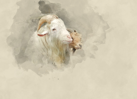 Two goats. Watercolor backgroundの写真素材