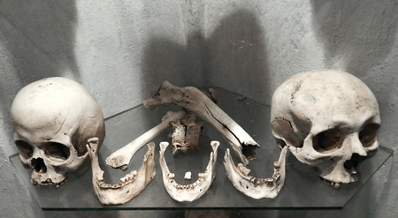 Human skulls. Background texture