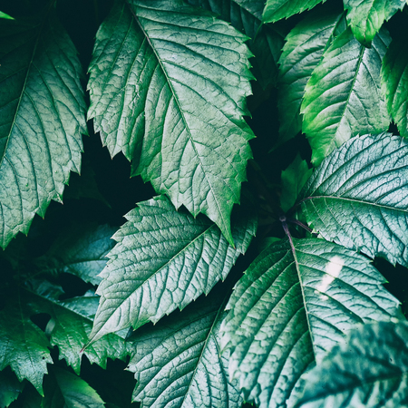 Green leaves closeup. Nature backgroundの写真素材