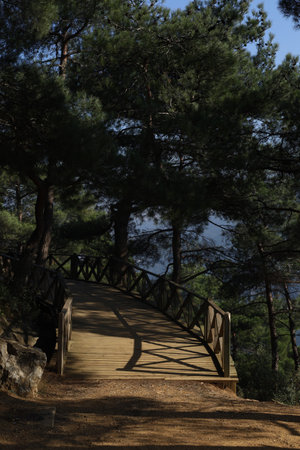 Peaceful Nature Forest Woods Background Photoの写真素材