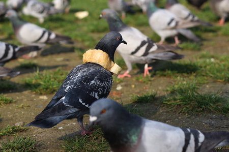 Pigeon close up on the grassの写真素材