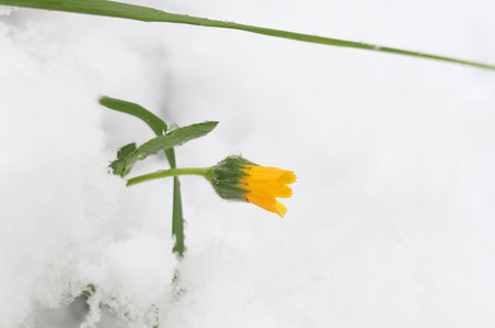 Yellow Flower Isolated on Snow Close up Photoの写真素材