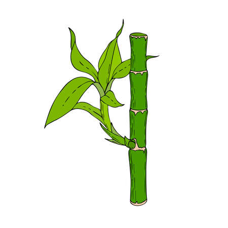 Bamboo stick with leaves and young shoots, hand drawing, doodling, color, isolated, white background. Vector illustrationのイラスト素材
