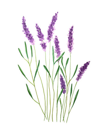 Watercolor illustration of lavender. Watercolor. Vector illustration. Illustration for greeting cards, invitations and other print projects. Vector illustrationのイラスト素材