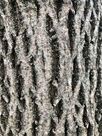 Texture of the embossed bark of a walnut tree, close-up, background. High quality photo