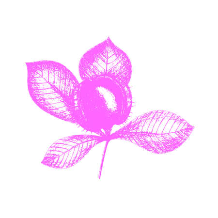 Chestnut imprint stamp pink, vector hand drawing, icon, branch with leaves and fruit, isolated on white background. Vector illustrationのイラスト素材