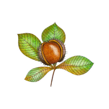 Drawing of an chestnut . Watercolor and pencil art. Branch with plant brown and green leaves. On a white background isolated. Autumn sketch color. Illustration.の写真素材