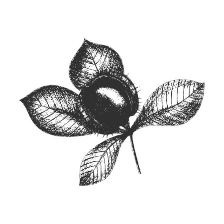 Chestnut imprint stamp black, vector hand drawing, icon, branch with leaves and fruit, isolated on white background. Vector illustrationのイラスト素材