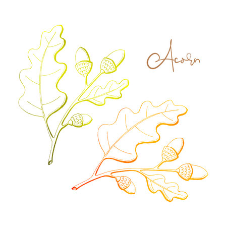 Oak branch with acorn and oak leaves watercolor outline, element of autumn decor. Hand drawing, doodling. Vector illustrationのイラスト素材