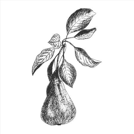 Pear branch with fruit and leaves, print, imprint, stamp, hand drawing in pencil, engraving style, isolated, white background. Vector illustrationのイラスト素材