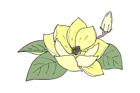 Lily lotus magnolia color yellow flower with bud, doodling hand contour drawing, isolated, on white background. Vector illustrationのイラスト素材