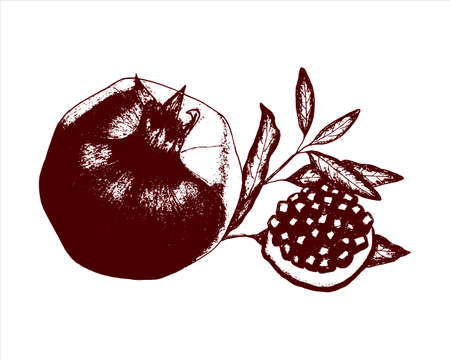 Pomegranate imprint stamp, sketch handmade pencil drawing, slice with grains, twig leaves. Isolated, on a white background. Vector illustrationのイラスト素材