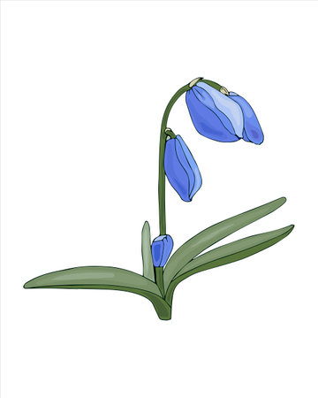 Spring flower Scilla blue, Galanthus, color hand drawing sketch, doodling style, isolated on white background. Vector illustrationのイラスト素材