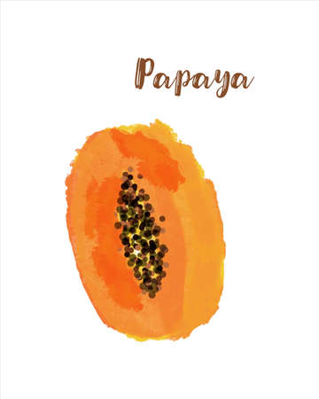 Papaya vector graphics. Imitation of watercolor. Isolated, white background. Vector illustrationのイラスト素材