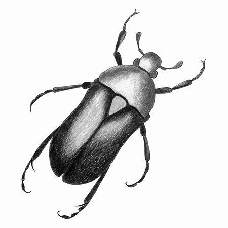 Beetle sketch watercolor hand drawing, monochrome stylezed. Vector illustrationのイラスト素材