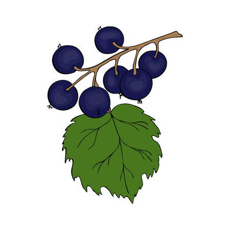 Black Currant branch with berries, hand drawn doodle drawing, contour, black outline. Vector illustrationのイラスト素材