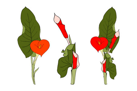 Collection Calla red flowers, colors sketches of calla flowers and leaves. Vector illustrationのイラスト素材