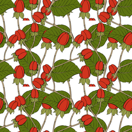 Hypericum androsaemum pattern hand drawn, with berry and leaf. Vector illustrationのイラスト素材