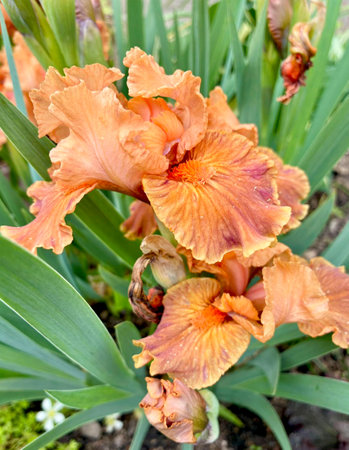 Bearded iris in bloom. Close-up. High quality photoの写真素材