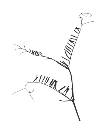 Vicia cracca plant twig silhouette with leaves. Known as Mouse Pea. Isolated in black on white. Vector illustrationのイラスト素材