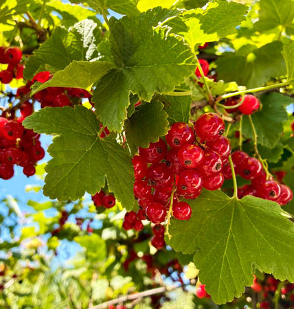 Bunch of red Currants on branch of currant bush. Ripe berries in sunny summer garden. High quality photoの写真素材