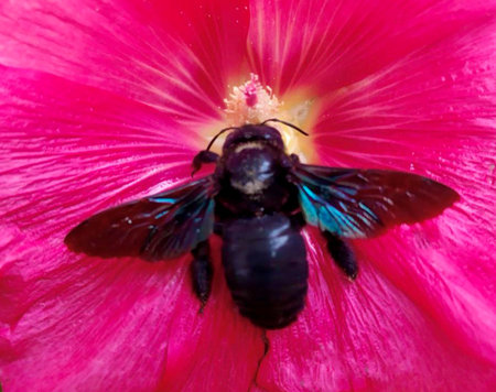 Carpenter bee on pink mallow flower. Xylocopa violacea. High quality photo