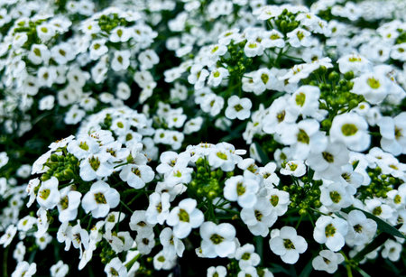 close up of many small white Alyssum flowers forming a dense carpet against dark green foliage. High...