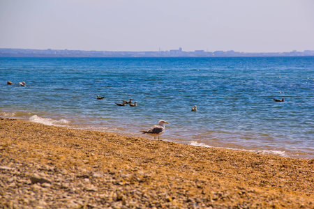 Seagull on the beachの写真素材