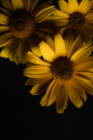 Three yellow flowers on a black background.の写真素材