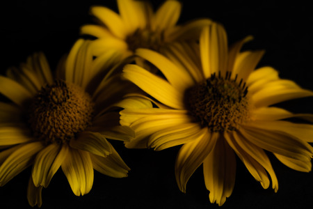 Three yellow flowers on a black background.の写真素材
