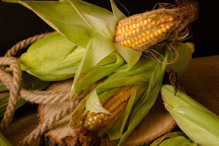 A composition of freshly harvested corn cobs against a dark material background.