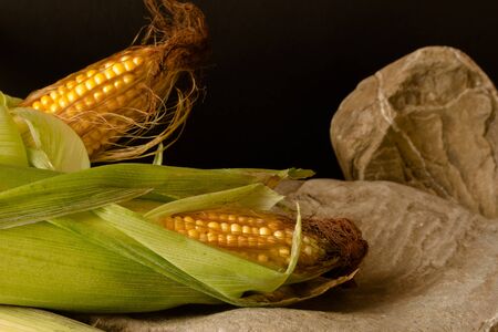 A composition of freshly harvested corn cobs against a dark material background.の写真素材