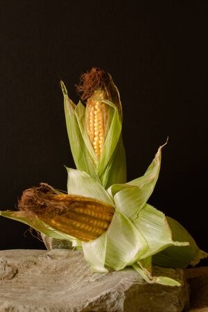 A composition of freshly harvested corn cobs against a dark material background.