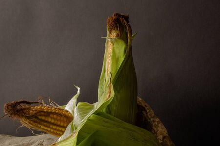 A composition of freshly harvested corn cobs against a dark material background.の写真素材