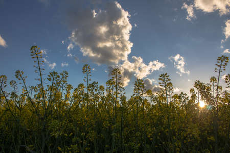 Blossoming rapeseed field against the setting sun.の写真素材