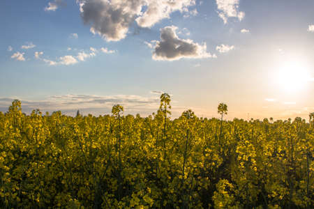 Blossoming rapeseed field against the setting sun.