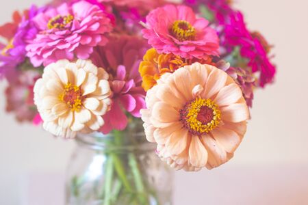 Blooming zinnia in glass jar vase.の写真素材