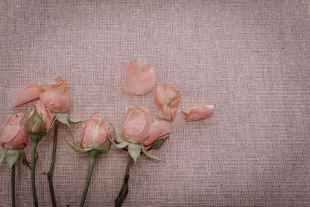Dried pink baby roses and loose petals on soft pink fabric.の写真素材