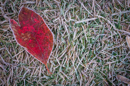 Red fallen sassafras leaf and grass covered in hoarfrost.の写真素材