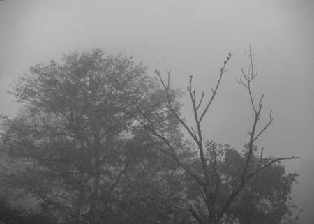 Black and white photo of trees and birds in the middle of a winter snow storm.の写真素材